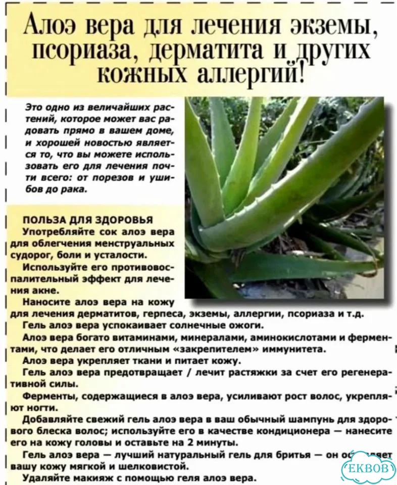 Алоэ Вера фото 3