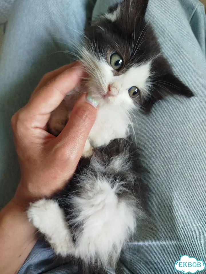 Котёнок в добрые руки фото 1