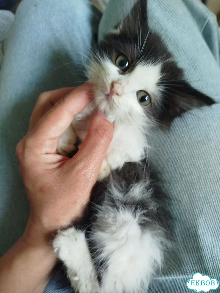 Котёнок в добрые руки фото 2