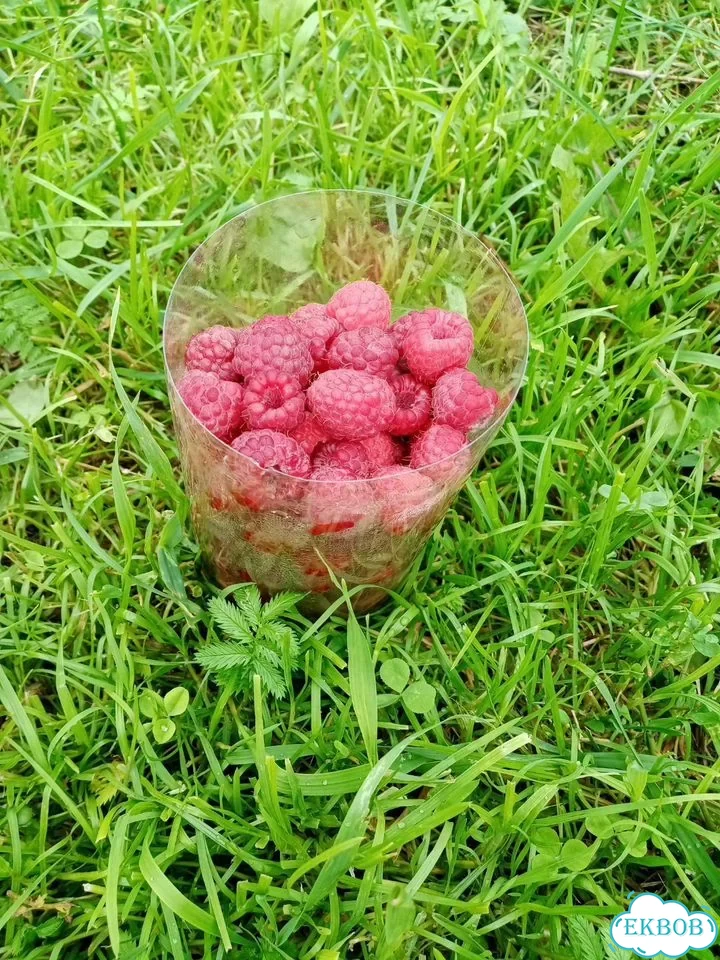 Малина свежая фото 1