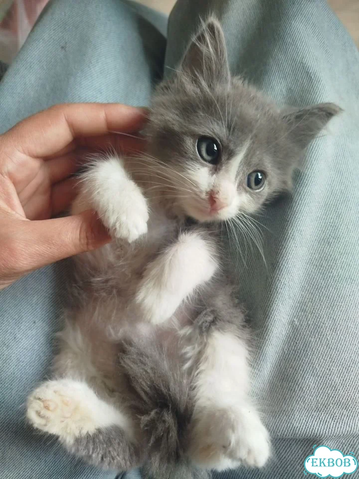 Котёнок в добрые руки фото 1
