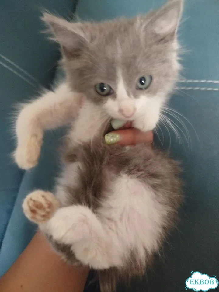 Котёнок в добрые руки фото 2
