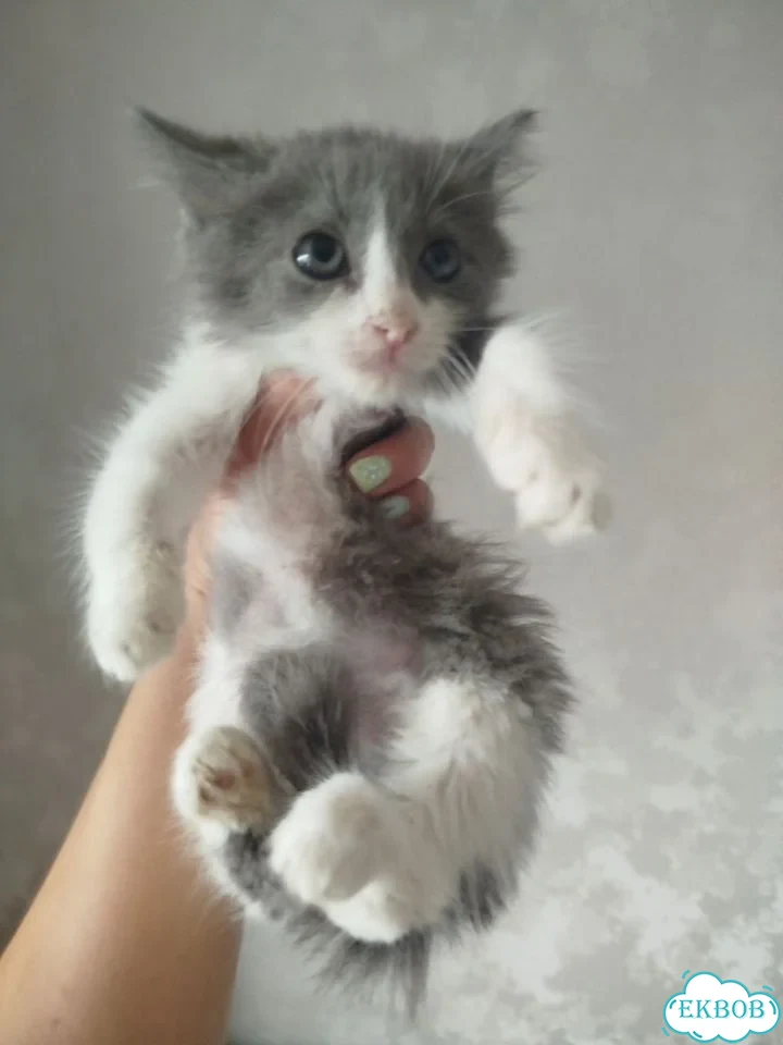 Котёнок в добрые руки фото 3