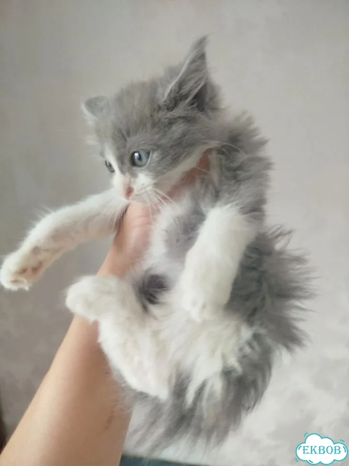 Котёнок в добрые руки фото 4