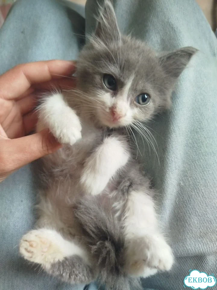 Котёнок в добрые руки фото 5