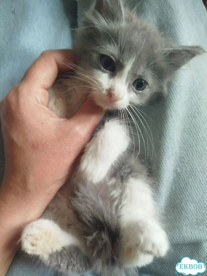Котёнок в добрые руки фото 6