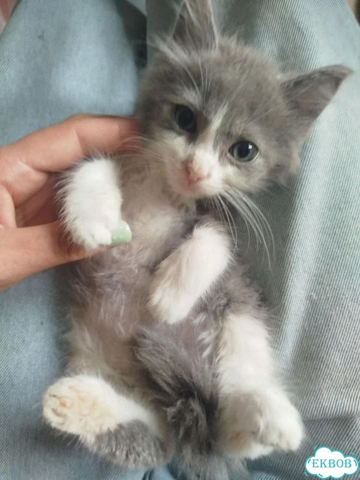 Котёнок в добрые руки фото 7