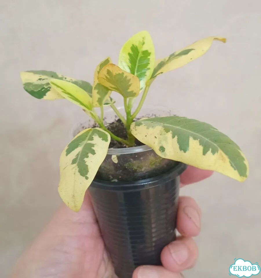 Фикусы сортовые фото 5