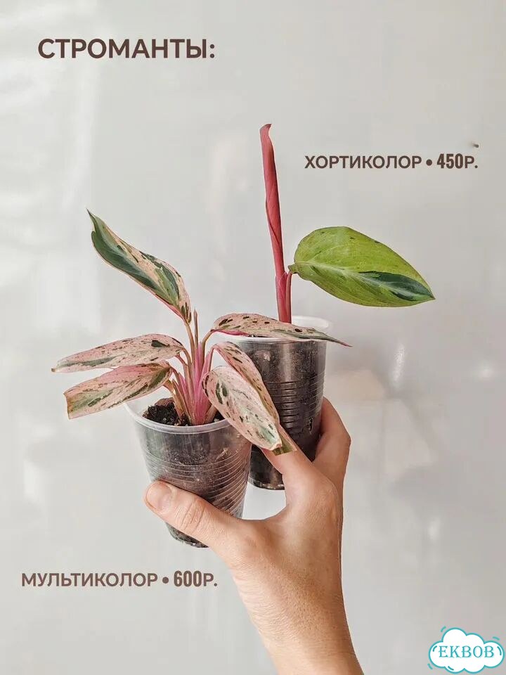 Комнатные растения (минус 10% до 05.07) фото 6