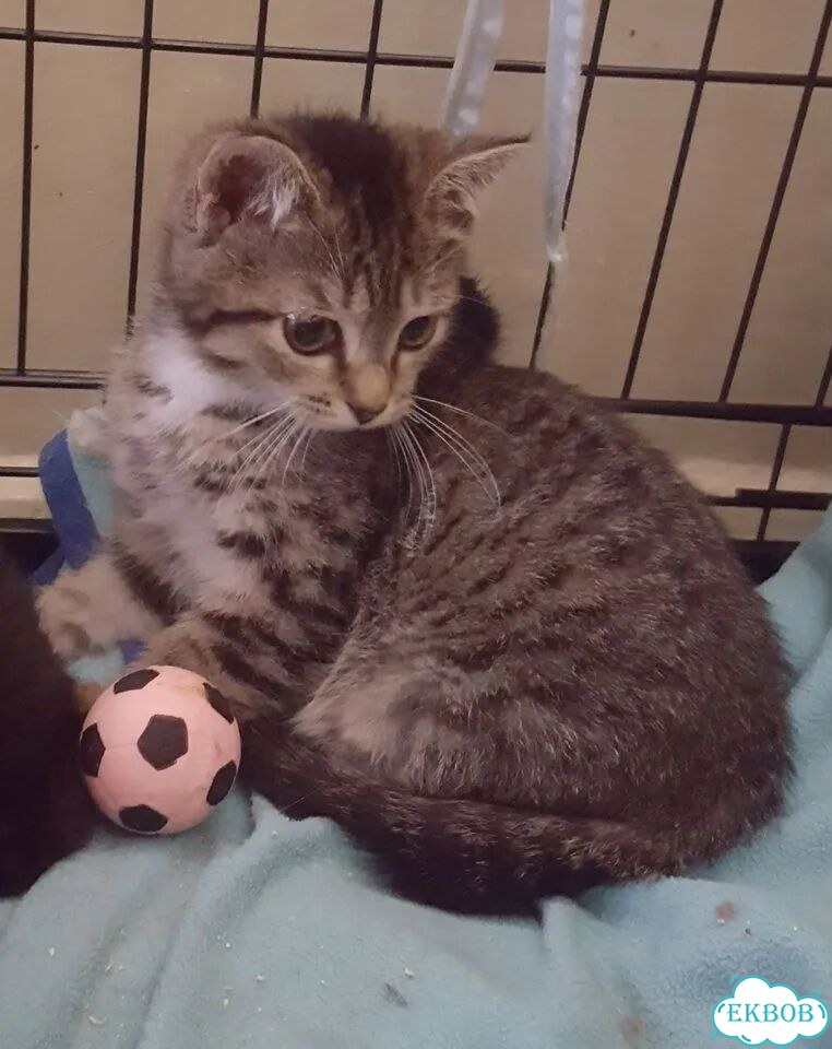 Котёнок в добрые руки фото 1