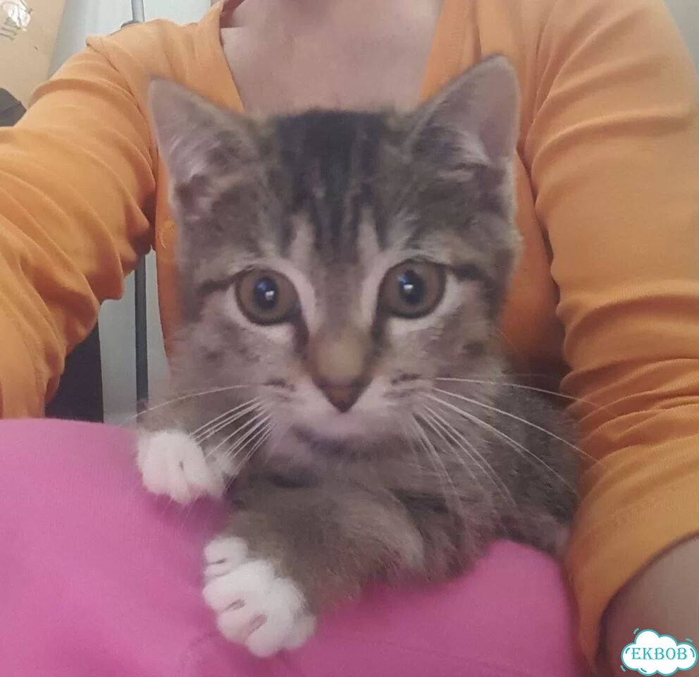 Котёнок в добрые руки фото 2
