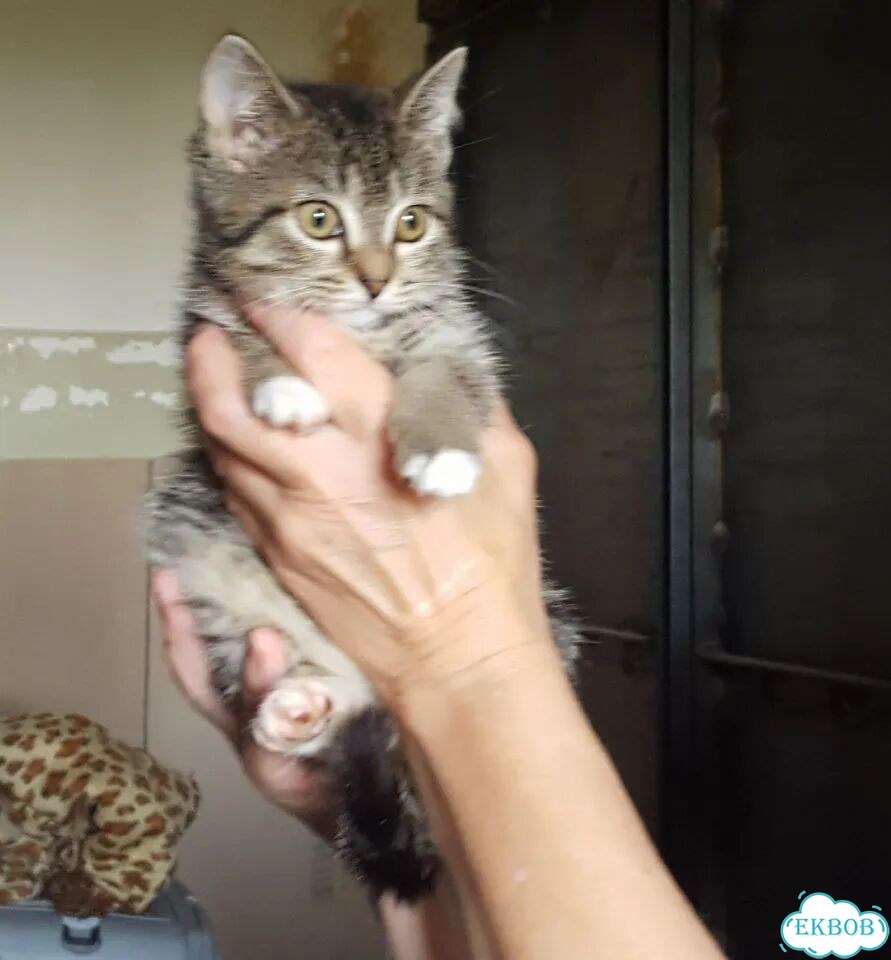Котёнок в добрые руки фото 3