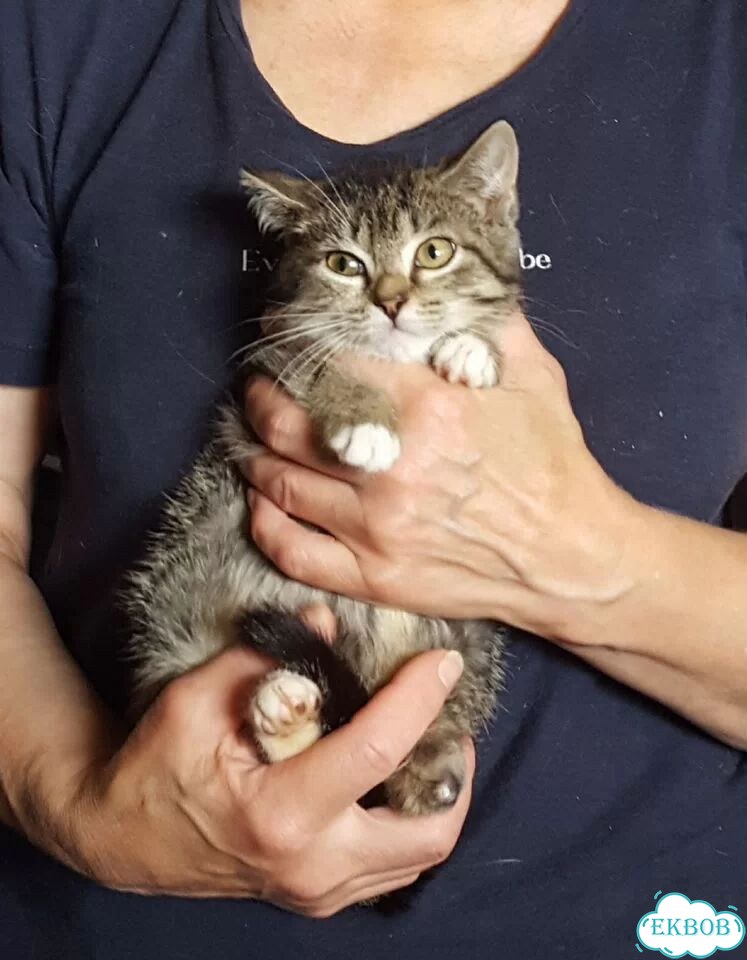 Котёнок в добрые руки фото 4
