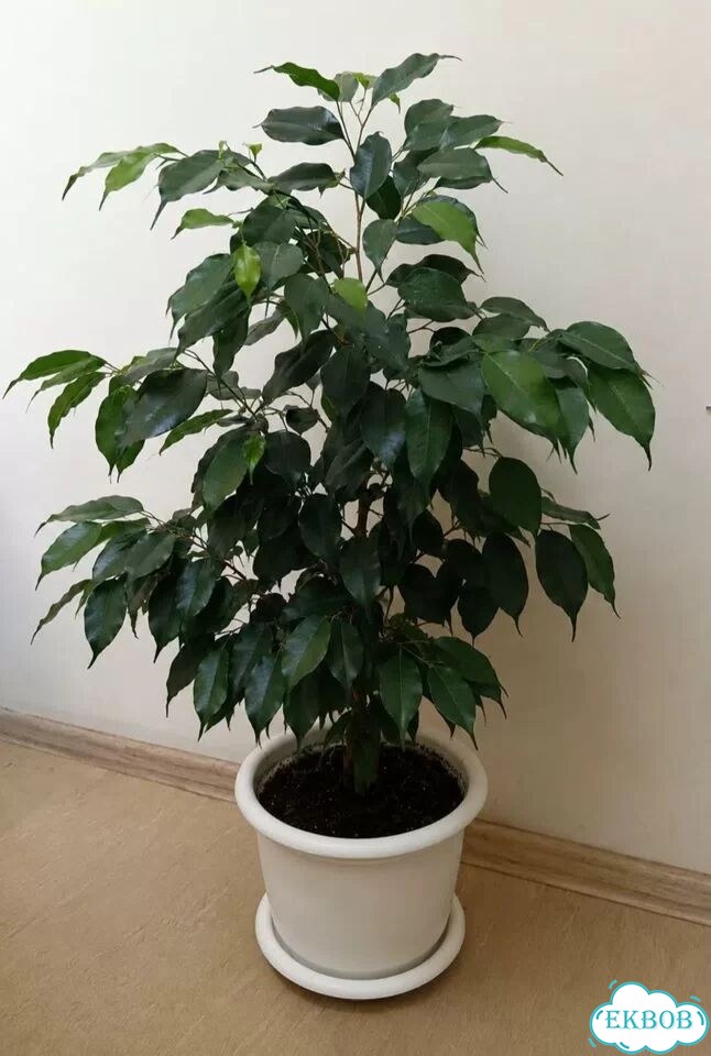 Фикус бенджамина фото 1