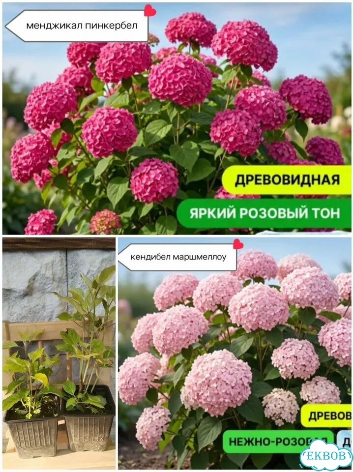 Гортензия фото 1