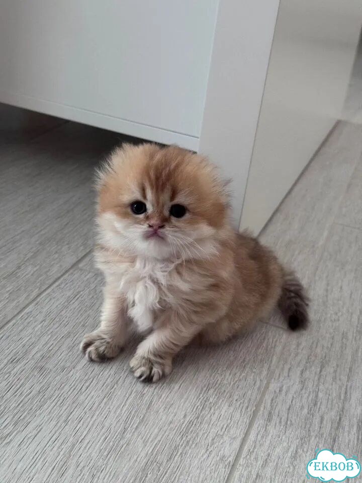 Шотландский вислоухий длинношёрстный котёнок фото 1