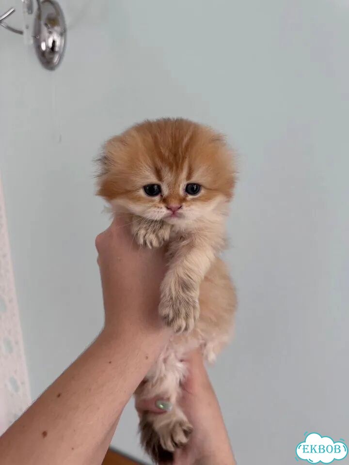 Шотландский вислоухий длинношёрстный котёнок фото 2