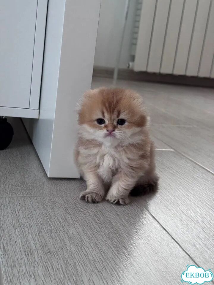 Шотландский вислоухий длинношёрстный котёнок фото 3