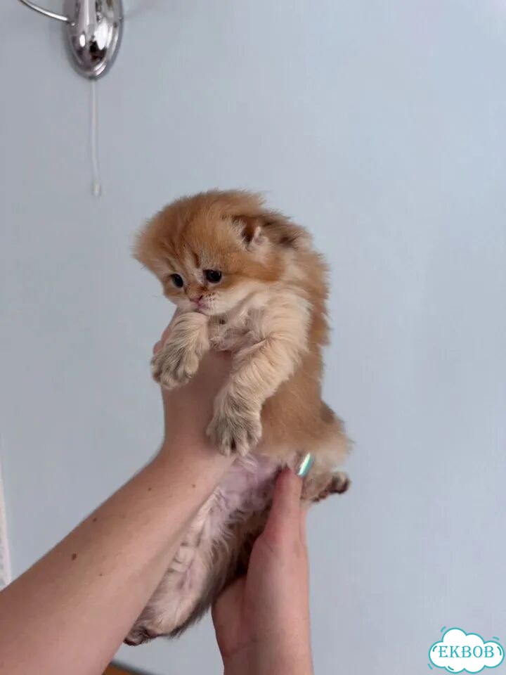 Шотландский вислоухий длинношёрстный котёнок фото 4