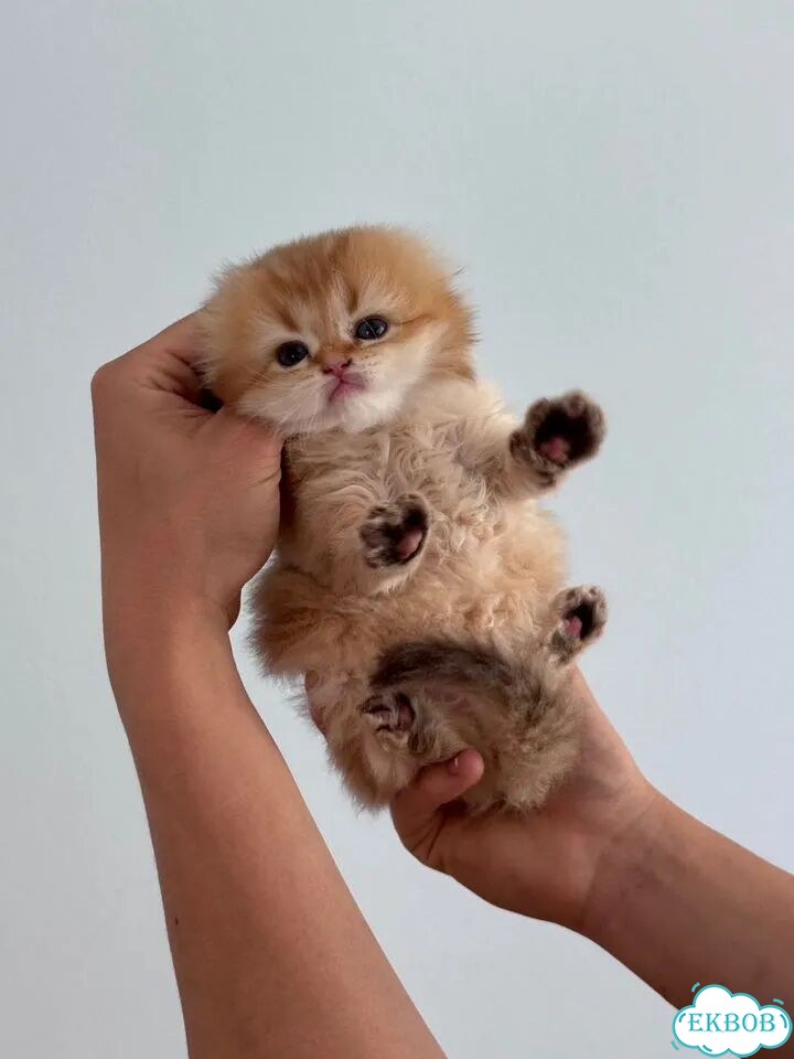 Шотландский вислоухий длинношёрстный котёнок фото 5