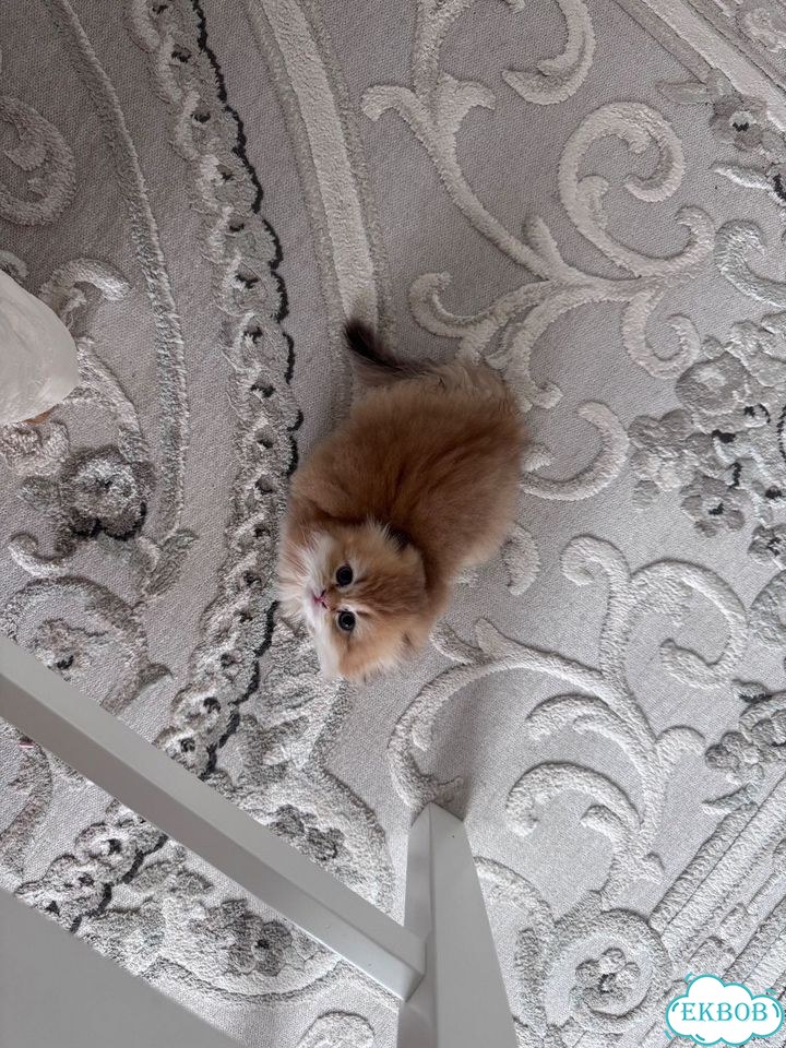 Шотландский вислоухий длинношёрстный котёнок фото 6