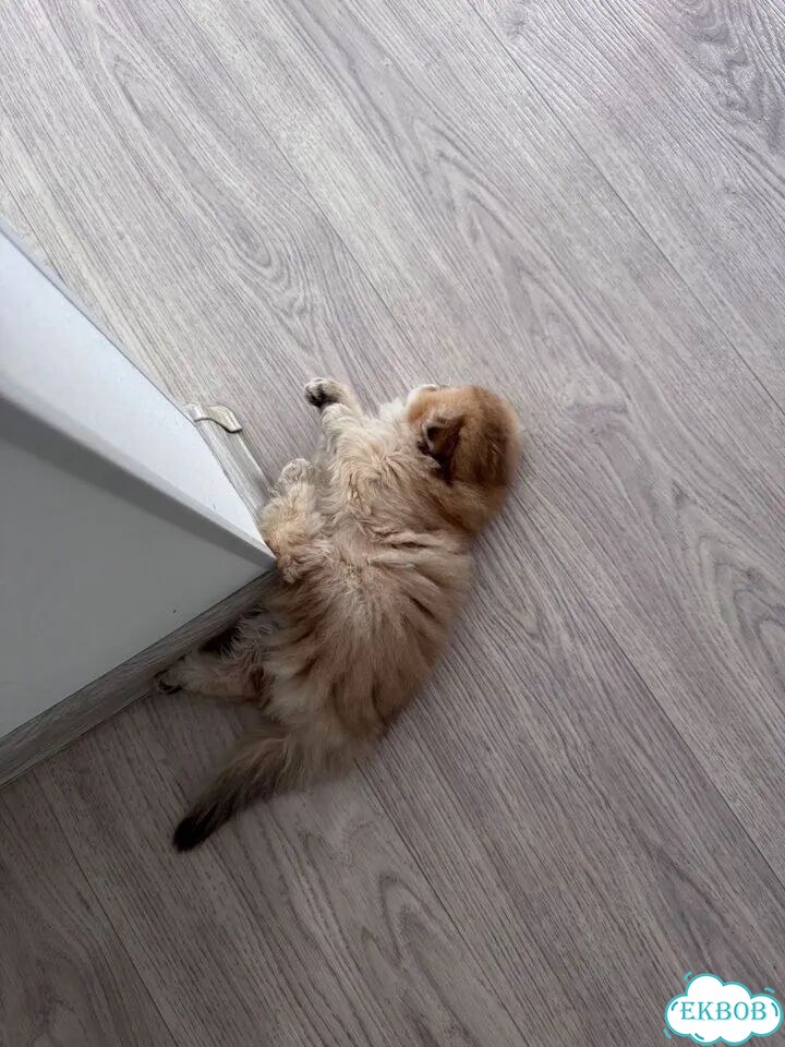 Шотландский вислоухий длинношёрстный котёнок фото 7