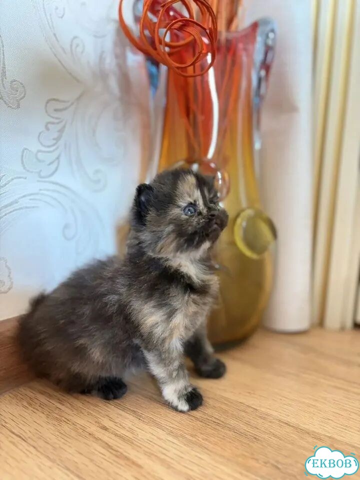 Персидский котёнок фото 2