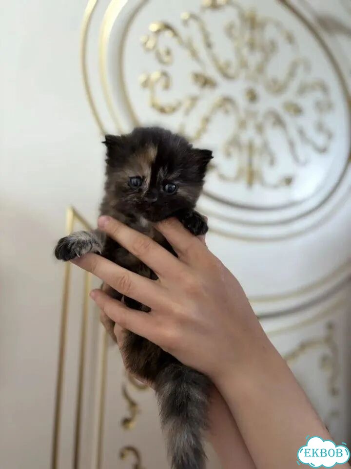 Персидский котёнок фото 3