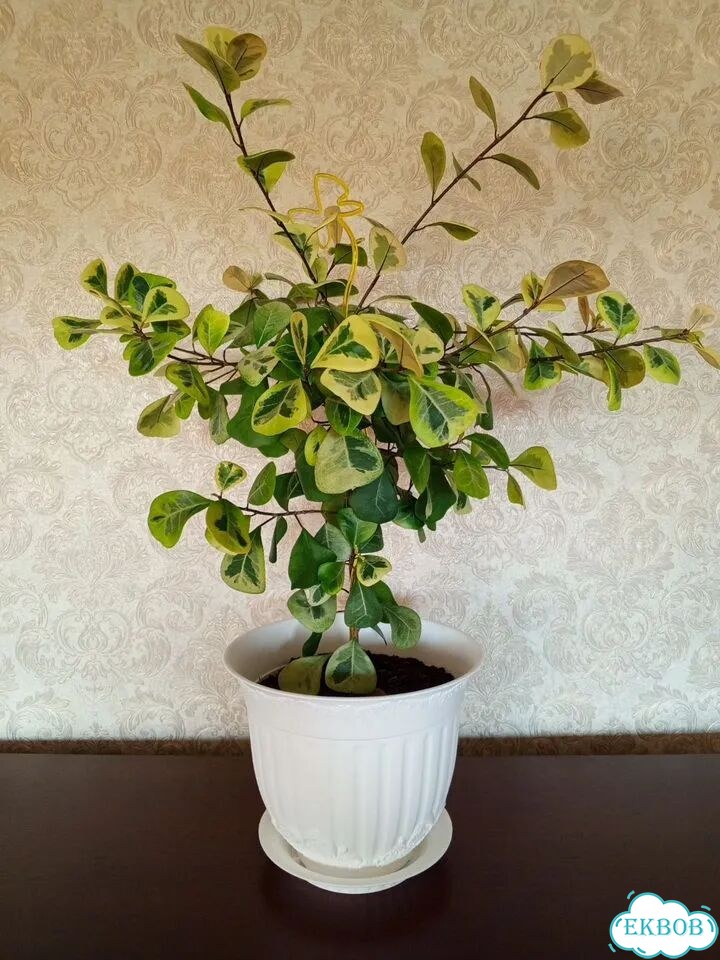 Фикус триангулярис вариегата фото 1