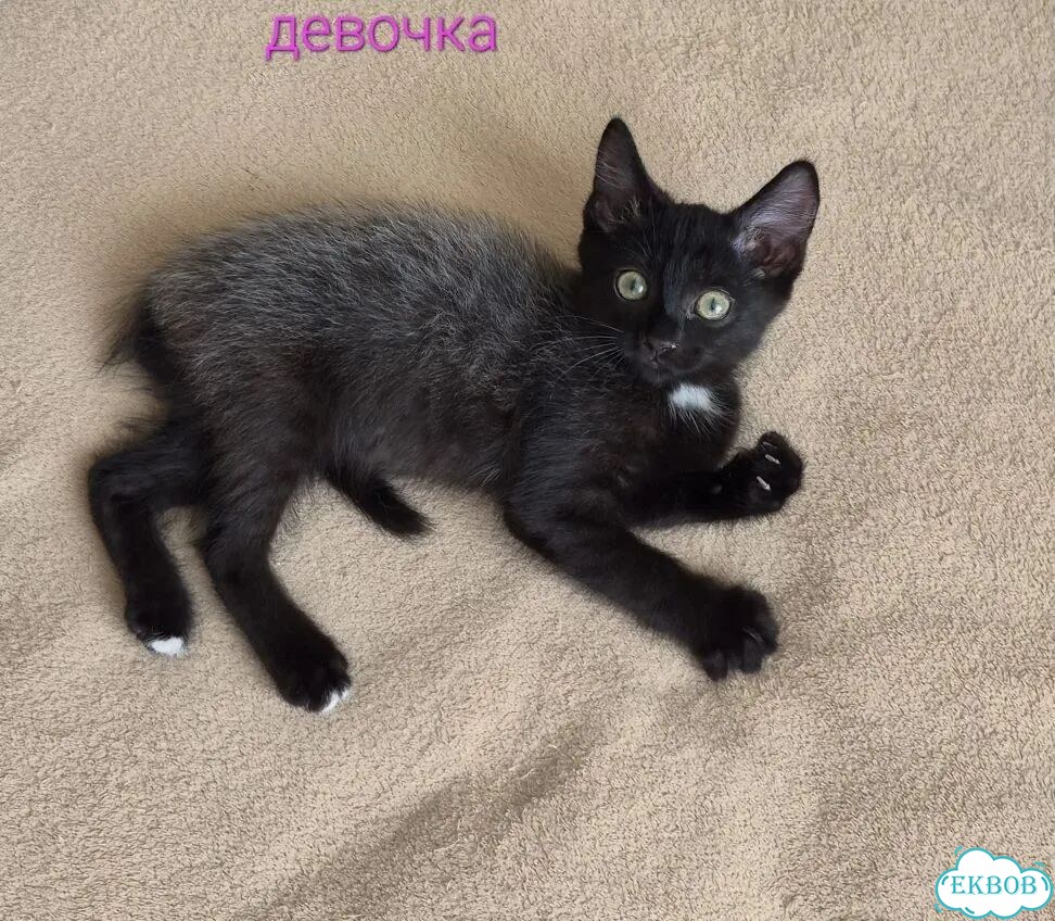 Котёнок от частного владельца фото 1