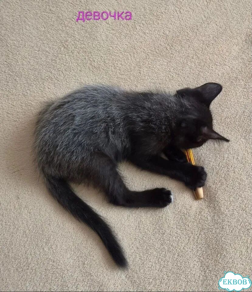 Котёнок от частного владельца фото 2