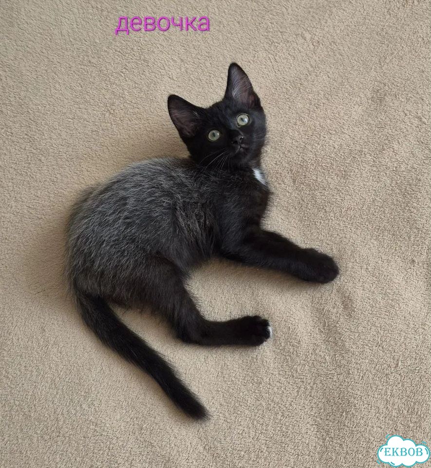 Котёнок от частного владельца фото 3