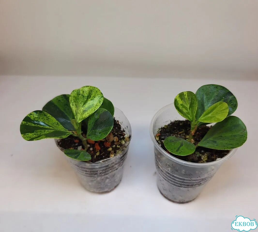 Фикус диверсифолия Watermelon Арбузик фото 4
