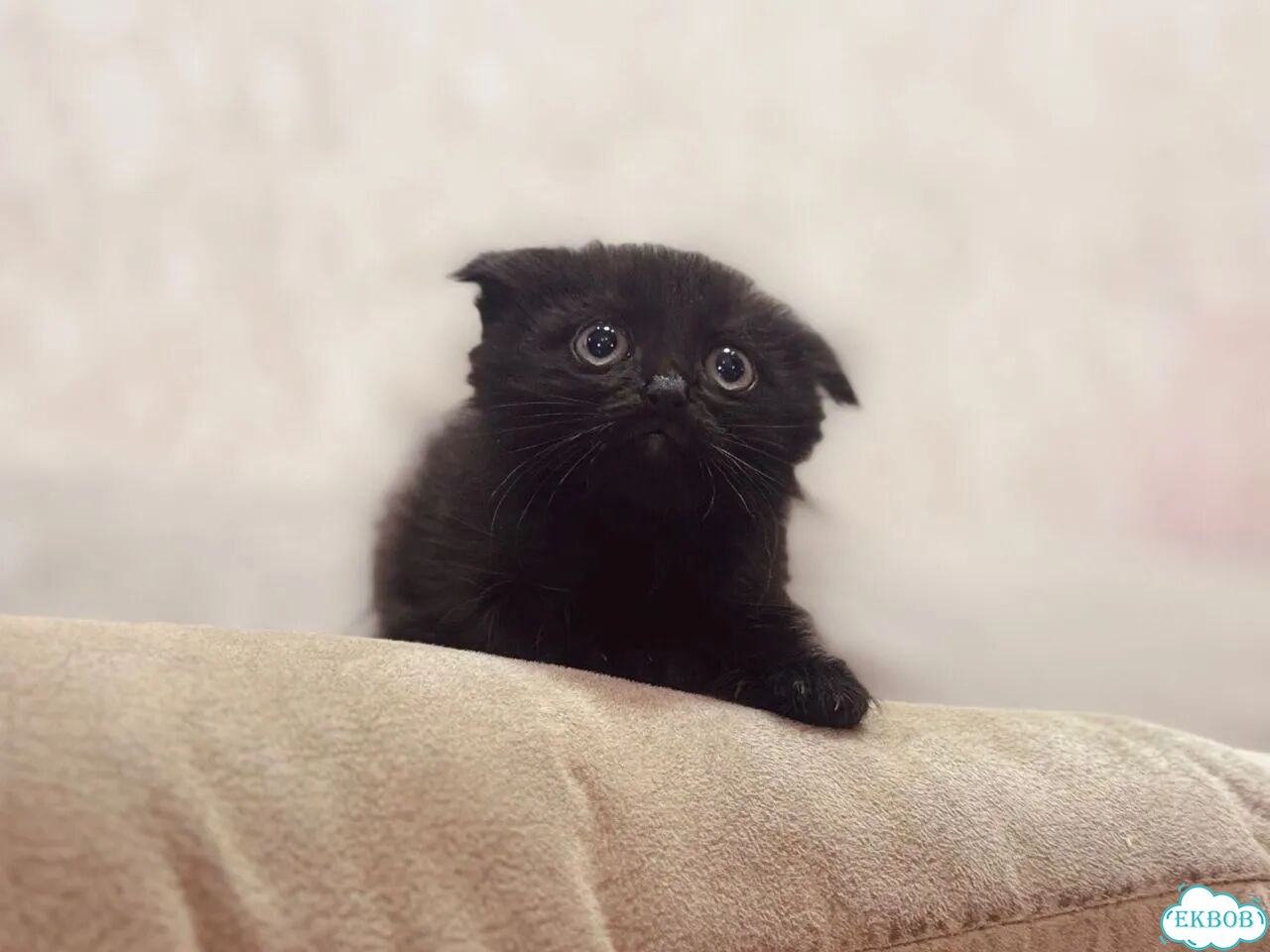 Шотландский вислоухий длинношёрстный котёнок фото 1