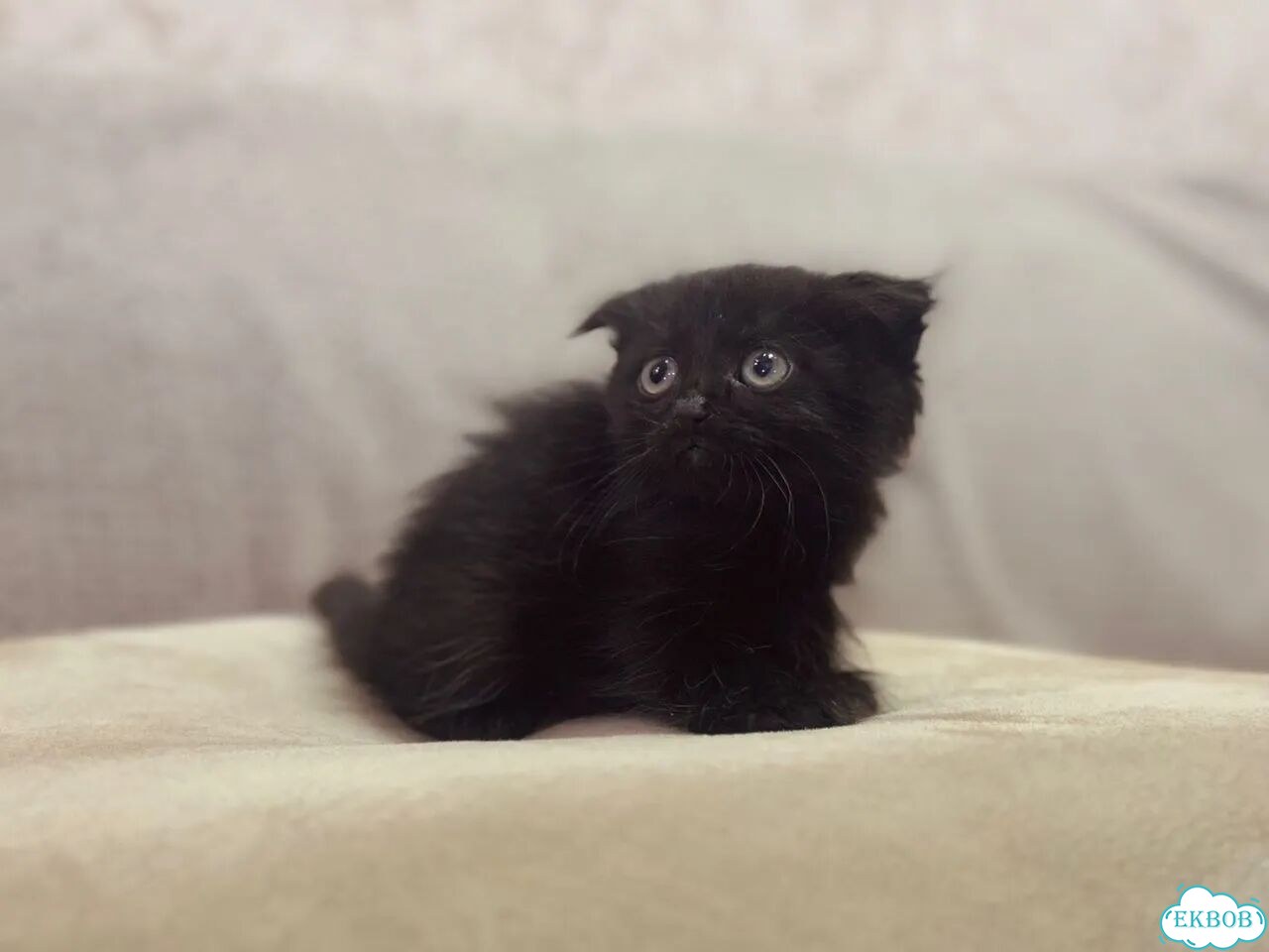 Шотландский вислоухий длинношёрстный котёнок фото 2