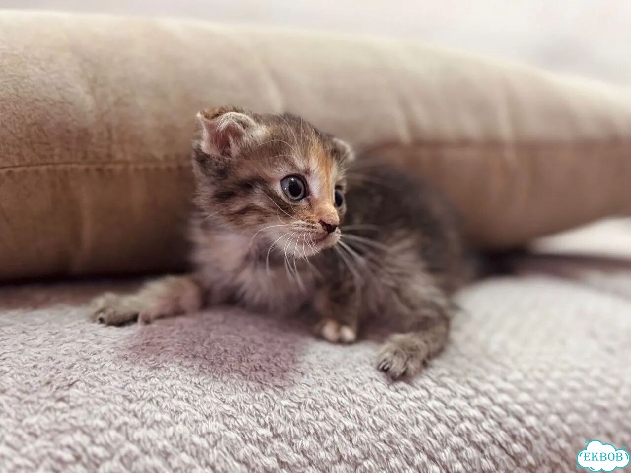Шотландский вислоухий короткошёрстный котёнок фото 1