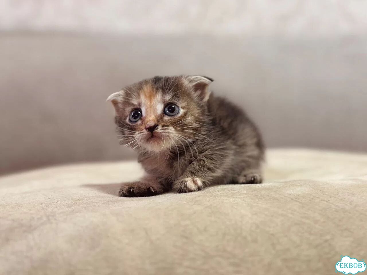 Шотландский вислоухий короткошёрстный котёнок фото 2