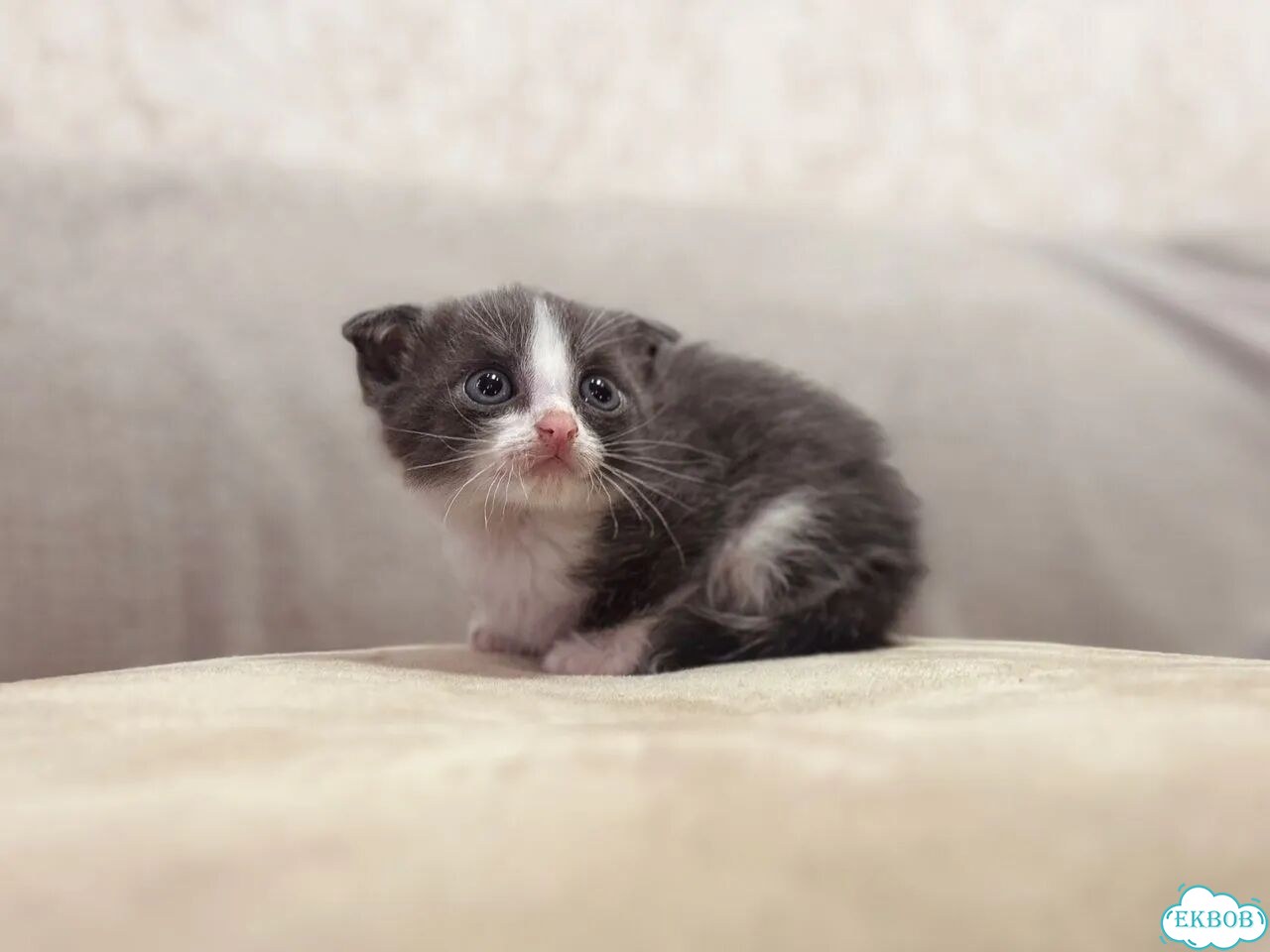 Шотландский вислоухий короткошёрстный котёнок фото 1
