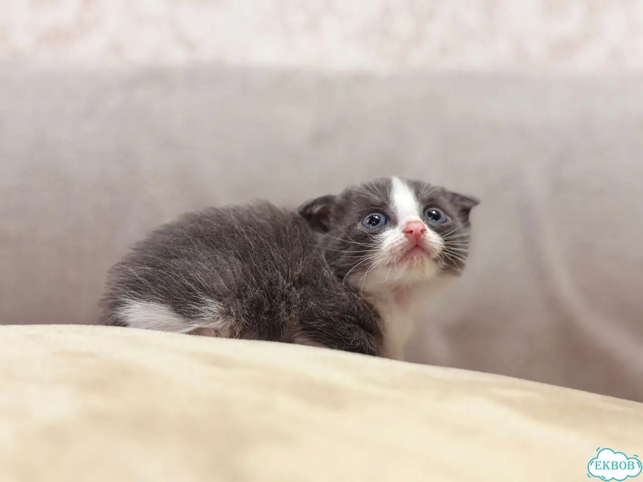 Шотландский вислоухий короткошёрстный котёнок фото 2