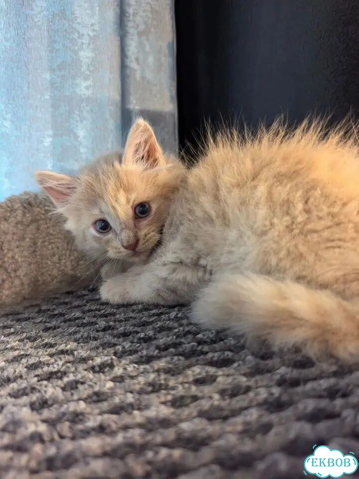 Сибирский котёнок фото 1