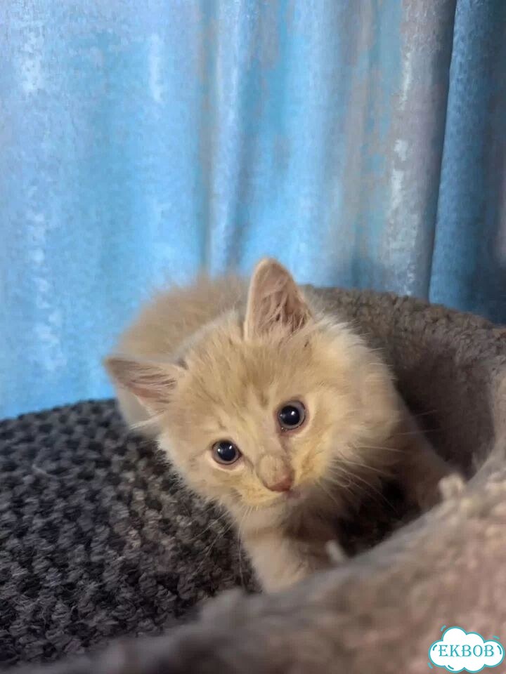Сибирский котёнок фото 2