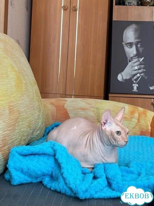 Донской сфинкс, взрослая кошка фото 1
