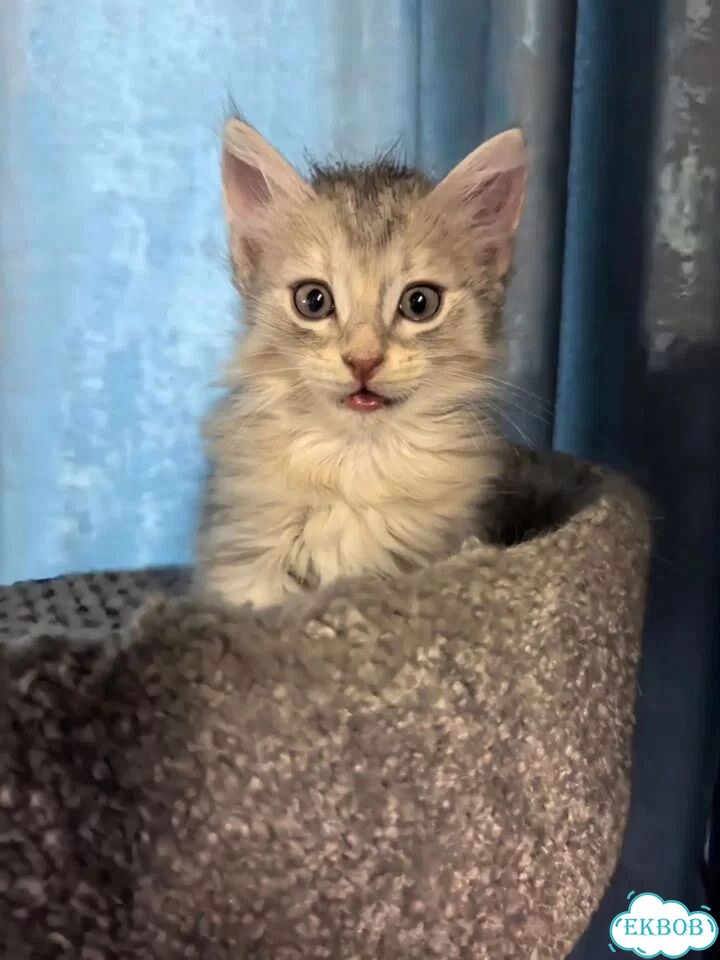 Сибирский котёнок фото 1