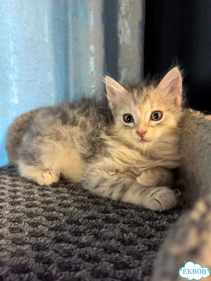 Сибирский котёнок фото 2