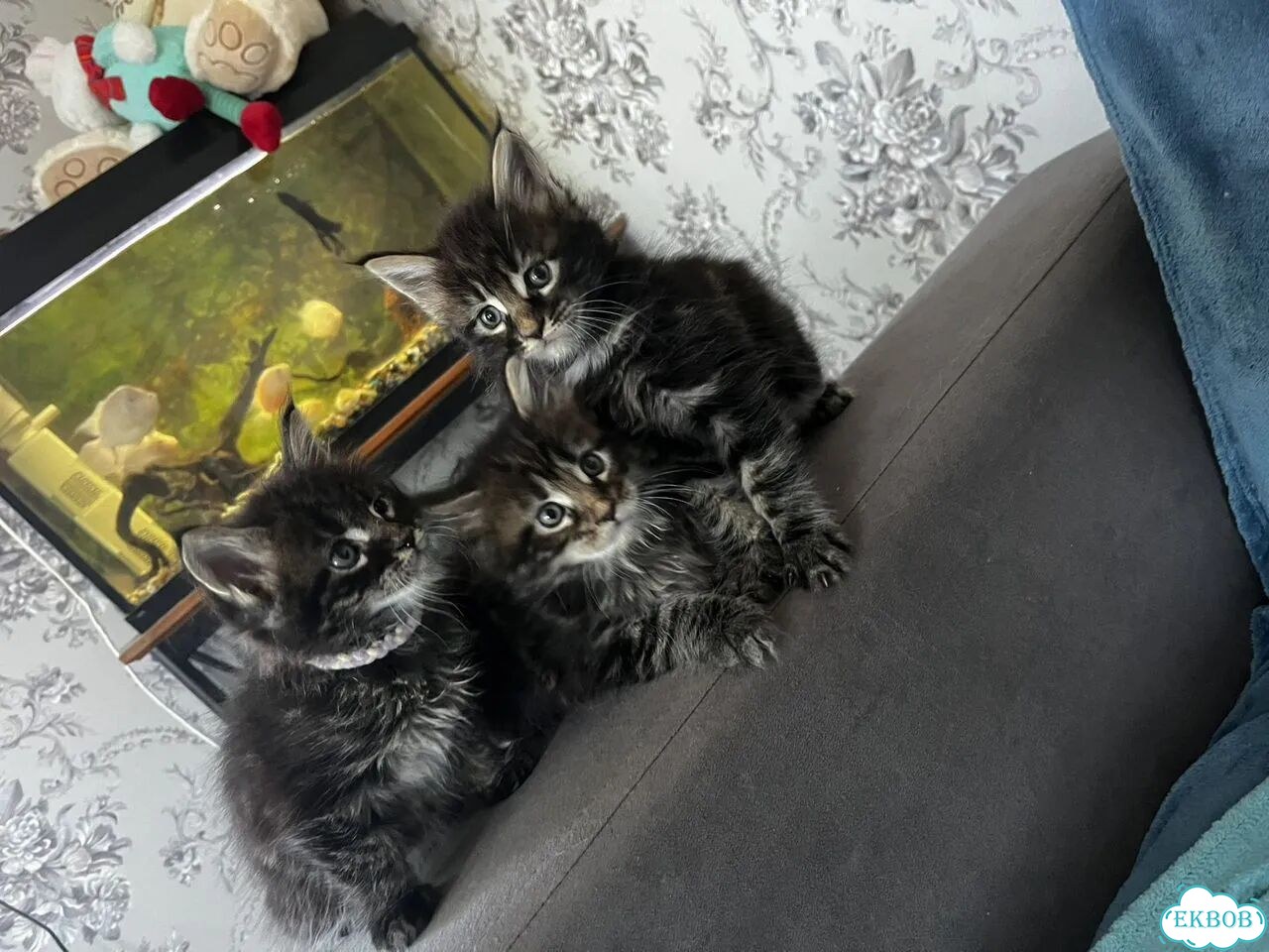 Мейн-кун котёнок фото 1