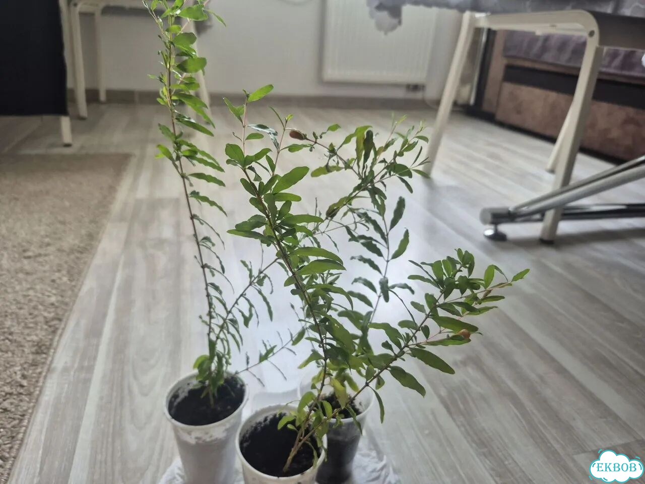 Гранат с плодами фото 1