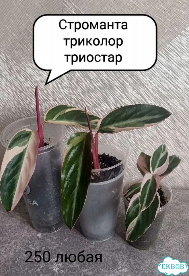 Строманта триколор триостар фото 1