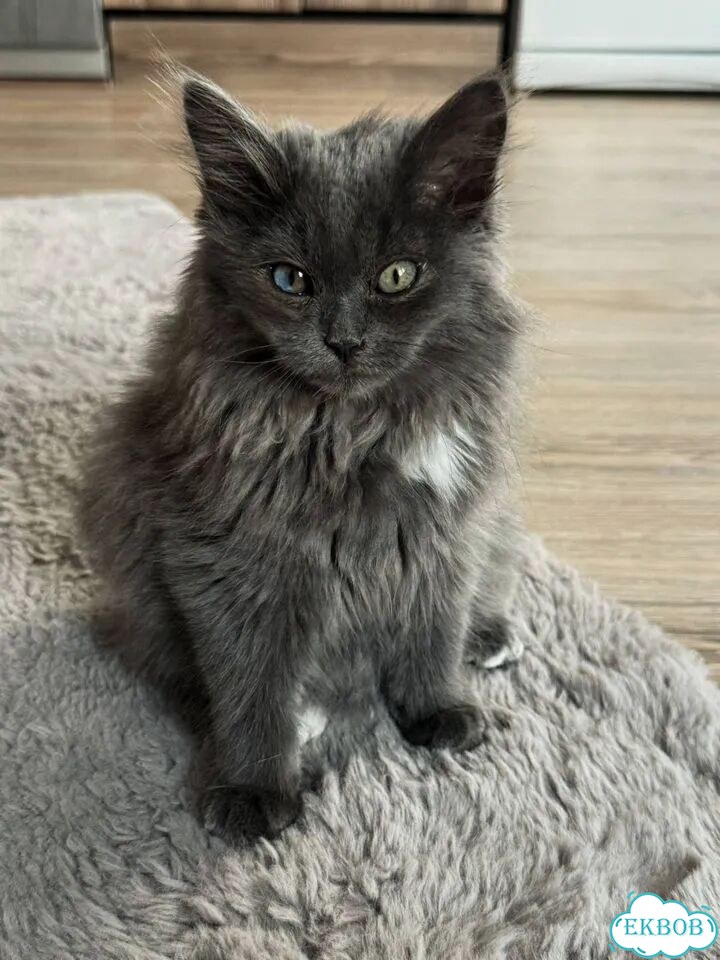 Котёнок в добрые руки фото 1