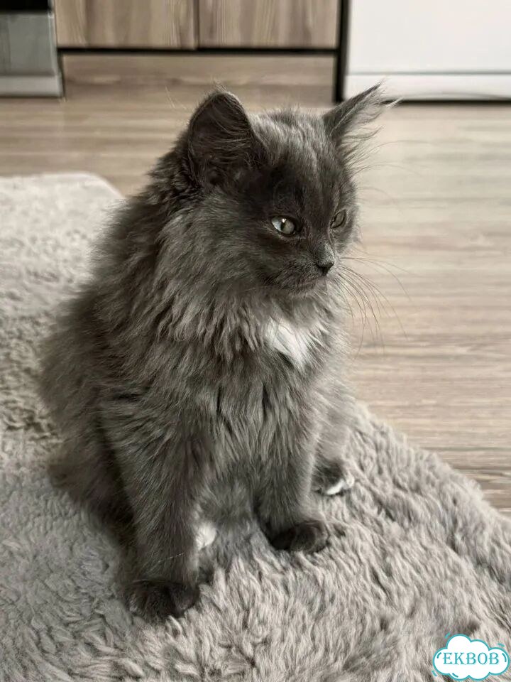 Котёнок в добрые руки фото 2