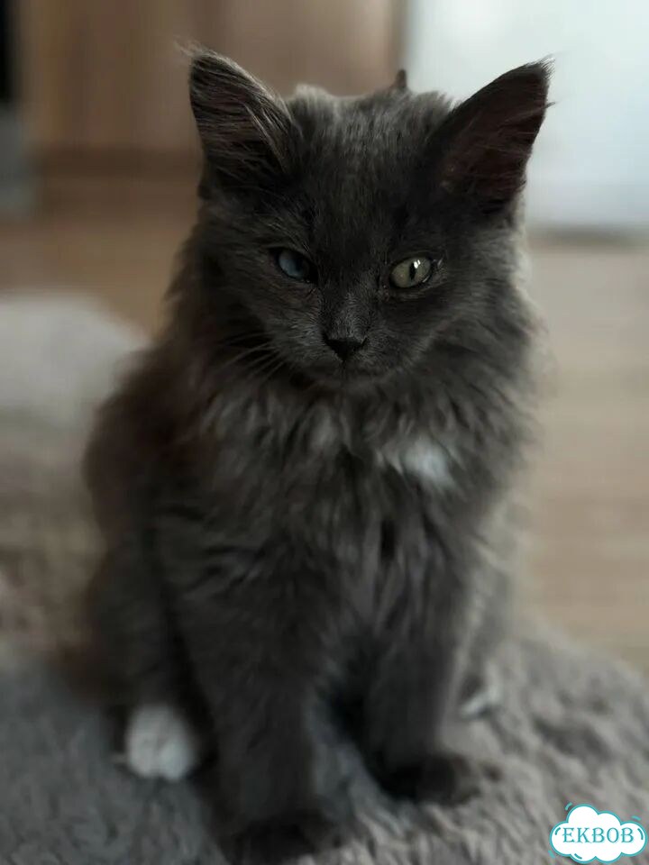 Котёнок в добрые руки фото 3